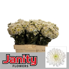 Chrysanth Spray Altaj 60cm 50gr.