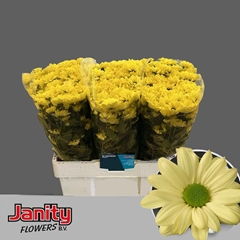 Chrysanth Spray Kennedy Cream 60cm 50gr.