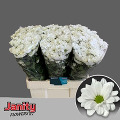 Chrysanth Spray Kennedy 60cm 50gr.