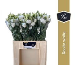 Eustoma Double Rosita White 65cm