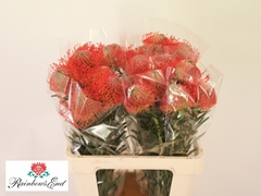 Leucospermum Succession 60cm