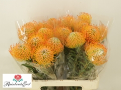 Leucospermum Ayoba Sun 60cm