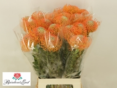 Leucospermum Ayoba Orange 70cm
