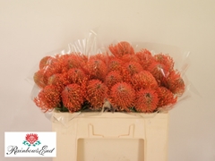 Leucospermum Ayoba Mandarin Zest 50cm
