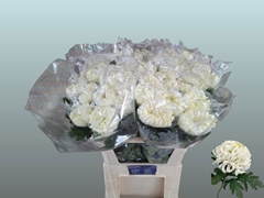 Chrysanth Single Vienna White 80cm 90gr.