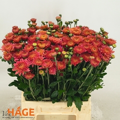 Chrysanth Spray Blenda Red 45cm 45gr.