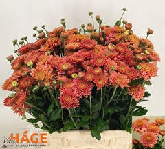Chrysanth Spray Blenda Salmon 45cm 45gr.