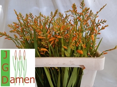 Crocosmia George Davison 55cm