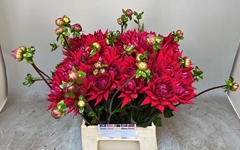 Dahlia Witteman's Best 45cm