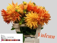 Dahlia Vulcan 55cm