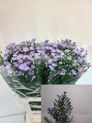 Aster Cassandra 70cm 22gr.