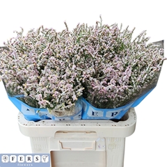 Limonium Sinense Regina Diamond 65cm 30gr.
