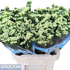 Limonium Sinuatum Starlight Wings 60cm 30gr.