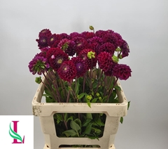 Dahlia Ivannetti 55cm