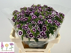 Dianthus Barb Sweet Will Bicolour 50cm