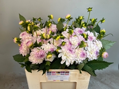 Dahlia Eveline 55cm