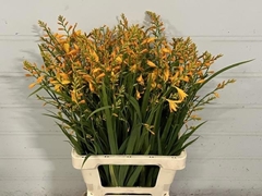 Crocosmia George Davison 70cm