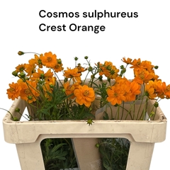 Cosmos Crest Orange 50cm