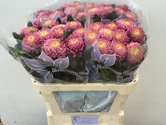 Chrysanth Single Bigoudi Pink 75cm 80gr.