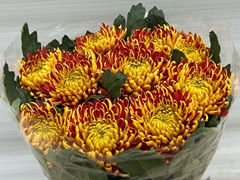 Chrysanth Single Fuego 75cm 100gr.