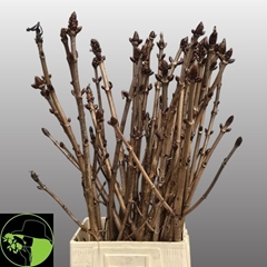 Aesculus Hippocastanum Branche 100cm