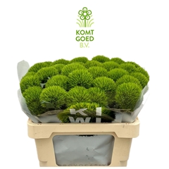 Dianthus Barb Kiwi Mellow 50cm