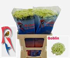 Dianthus Single Goblin 60cm