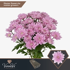 Chrysanth Spray Baltica Pink 70cm 85gr.