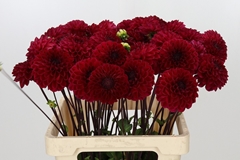 Dahlia Red Jill 60cm