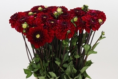 Dahlia Lady Love 50cm