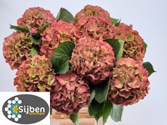 Hydrangea Elbtal Classic 80cm 18-20cm Hd