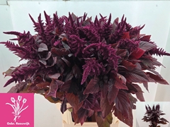 Amaranthus Cruentus Velvet 100cm