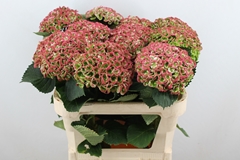 Hydrangea Revolution Classic 75cm 16-18cm Hd