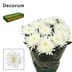 Chrysanth Single Topspin 70cm 85gr.