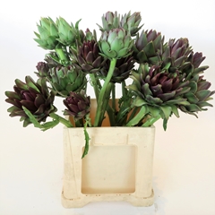 Cynara Purple Of Romagna 70cm