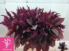 Amaranthus Cruentus Velvet 100cm