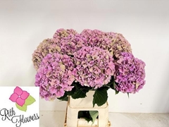 Hydrangea Royal Parade Classic 80cm 22-24cm Hd
