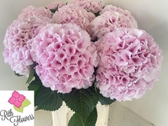 Hydrangea Royal Grandeur 60cm 16-18cm Hd