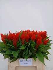 Celosia Century Fire 60cm