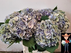 Hydrangea Elbtal Classic 80cm 18-20cm Hd
