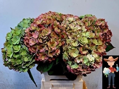 Hydrangea Adora Classic 60cm 16-18cm Hd