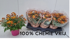 Chrysanth Soul Sister Orange 14Ø 26cm