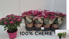 Chrysanth Soul Sister Dark Pink 14Ø 25cm