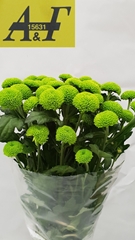 Chrysanth Spray Feeling Dark Green 70cm 70gr.