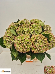Hydrangea Royal Love Classic 65cm 20-22cm Hd