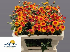Chrysanth Spray Bright Eye 50cm 40gr.