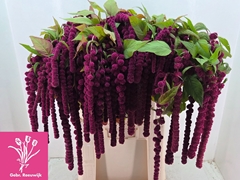 Amaranthus Caudatus Rosary 80cm