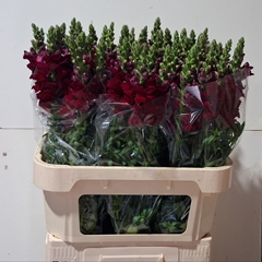 Antirrhinum Potomac Red 80cm