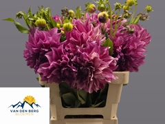 Dahlia Cafe Au Lait Royal 55cm