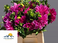 Dahlia Cafe Au Lait Royal 45cm